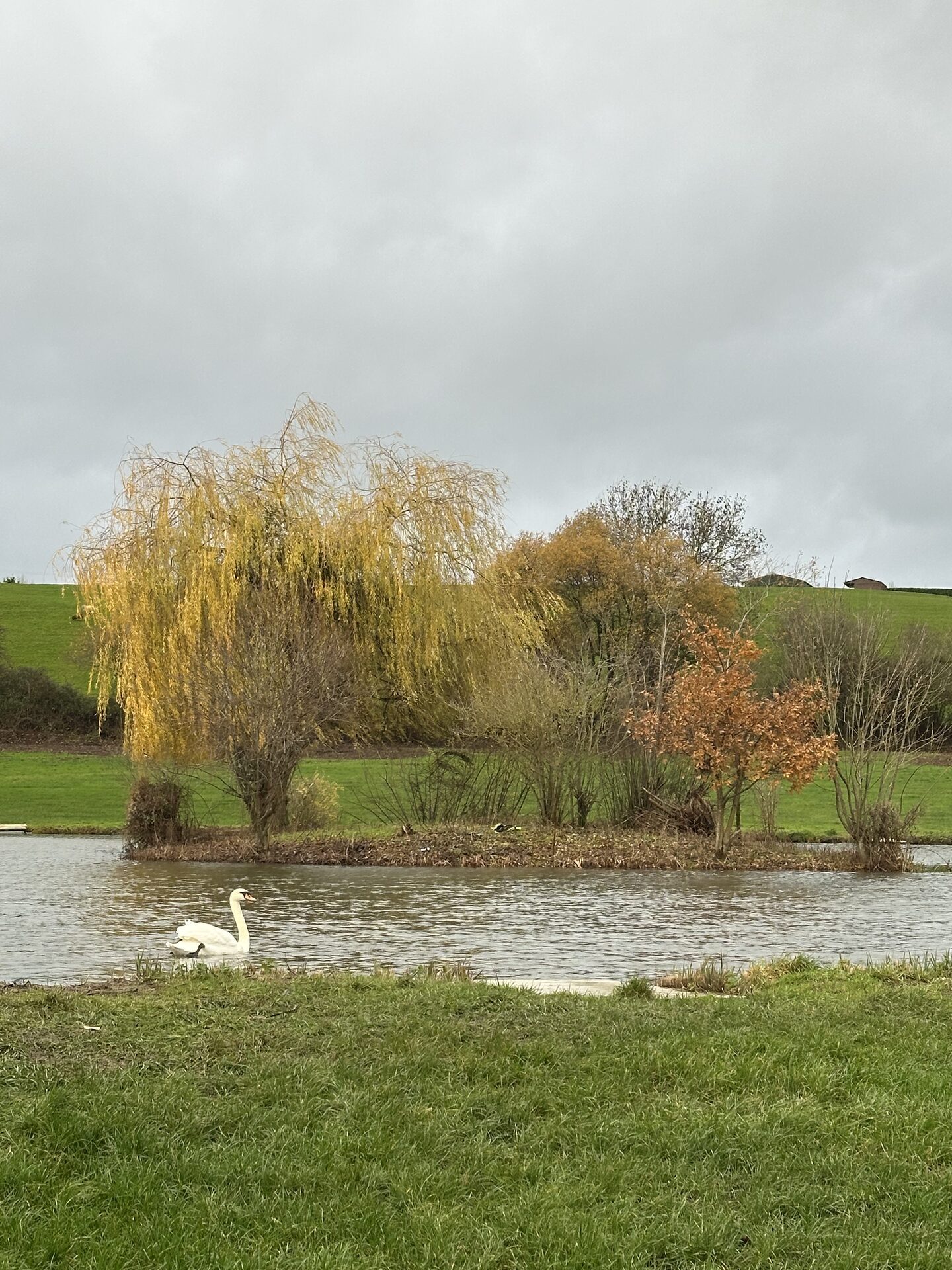 Mature trees beside the lake